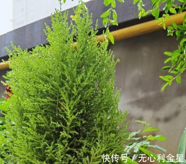 矾根|为了300㎡露台花园，毫不犹豫买了这房子，在城市屋顶过上田园生活！