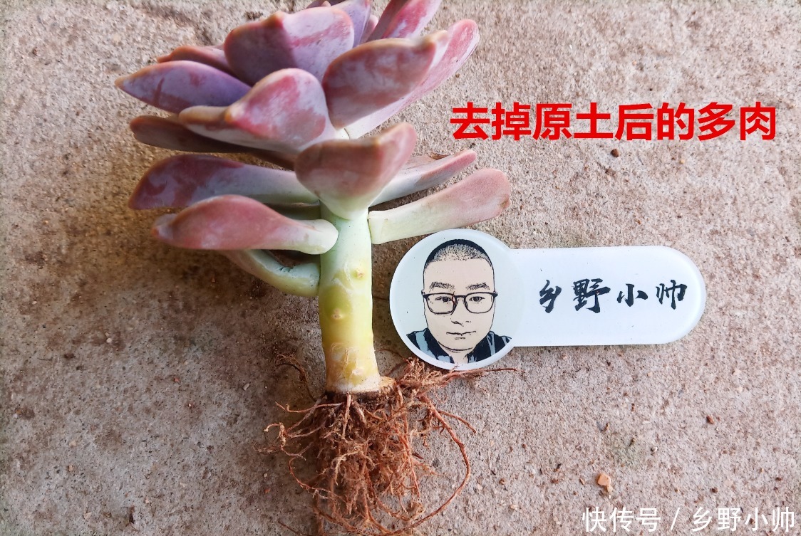 多肉到货后,新手不知该如何做,看完这几点就懂了