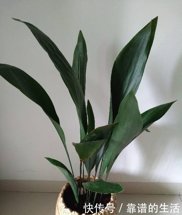 “10种”耐阴花，北阳台也能开花，现在养正是好时候！