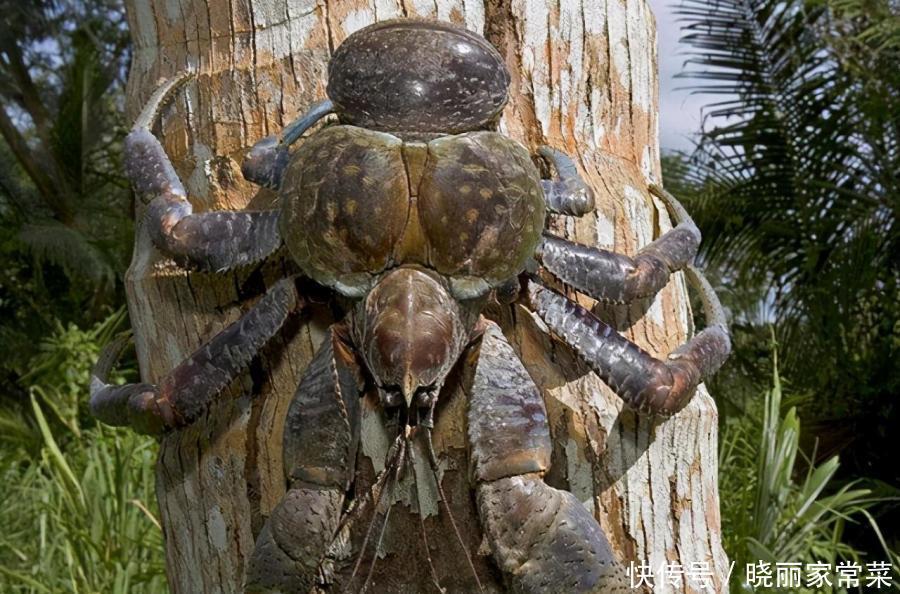 海鲜|他算是“最倒霉”的海鲜,本想出海吃个饭,结果成了人们的盘中餐