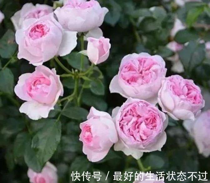 家养此款花卉,开花勤爱爆盆,直接变成小花园,花朵硕大,花期长