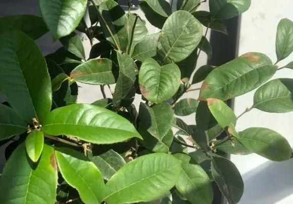 5种花不敢买,秋天死太快,养不活惹一肚子气