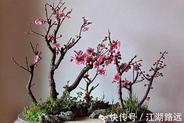 冬天爱喝烧酒的3种花卉,隔7天喂两滴,叶片肥厚,绿油油