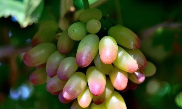 皱纹|皱纹“最怕”的几种食物, 女人要常吃, 每一口都是满满的胶原蛋白