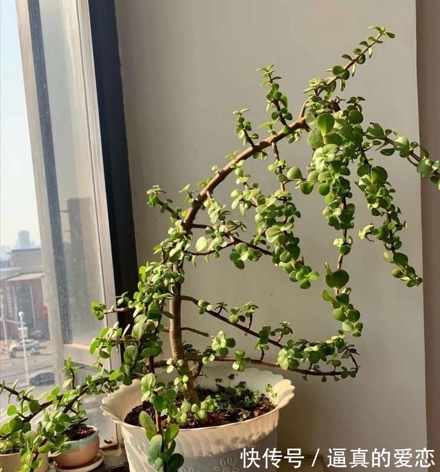 金枝玉叶|金枝玉叶太好养了,常用两种水,嫩叶冒不停,长势很喜人