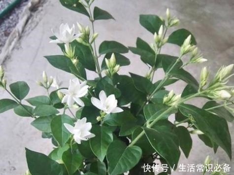 茉莉花养护很简单,记住“3部曲”,轻轻松松花不断,四季有花看!