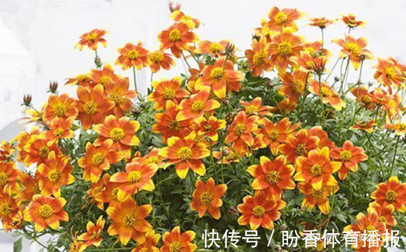 喜欢菊花,不如试试“假菊花”,花开鲜艳美丽,非常值得拥有