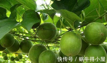 食物|想要长寿,多食4种食物,滋养子宫,美容美颜,甩掉大肚腩