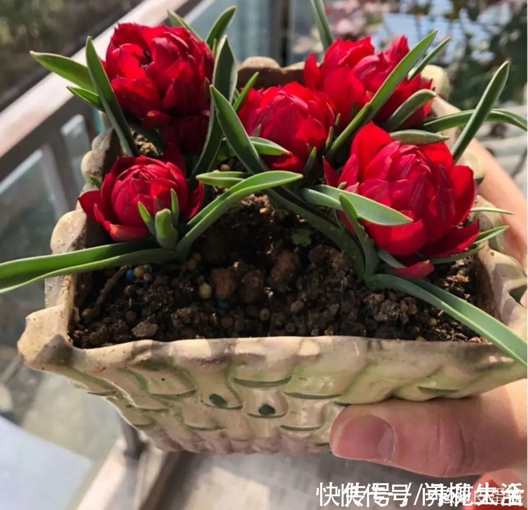 水仙|上万块的蟹爪兰,开花像烟花,养过的人不多