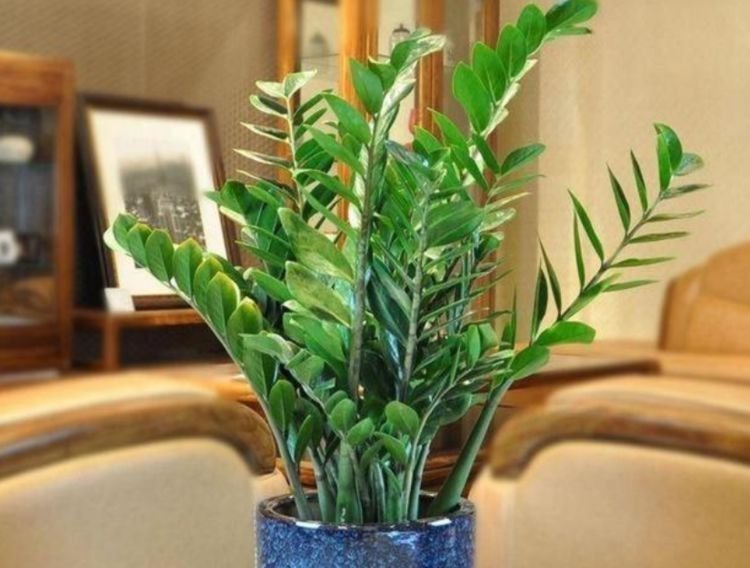 4种花养家里，福旺运旺，特别省心，几乎不用管都能长得很好