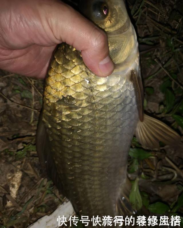 饵料|漂相很稳就是打不中鱼?解决起来挺简单,但要排除一个问题