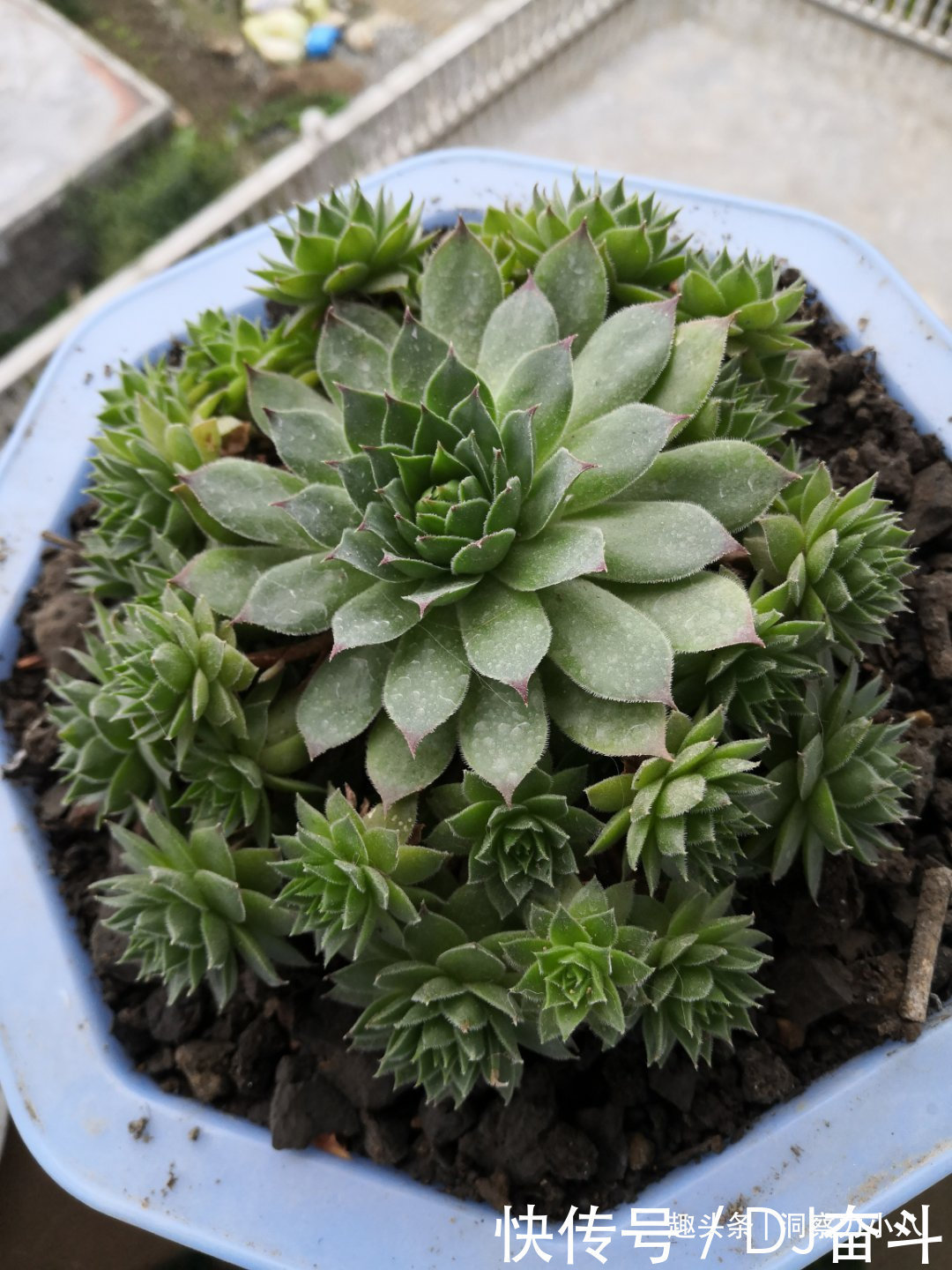 观音莲需“虐养”，勤做三动作，撒欢长易群生，次月爆崽一大圈