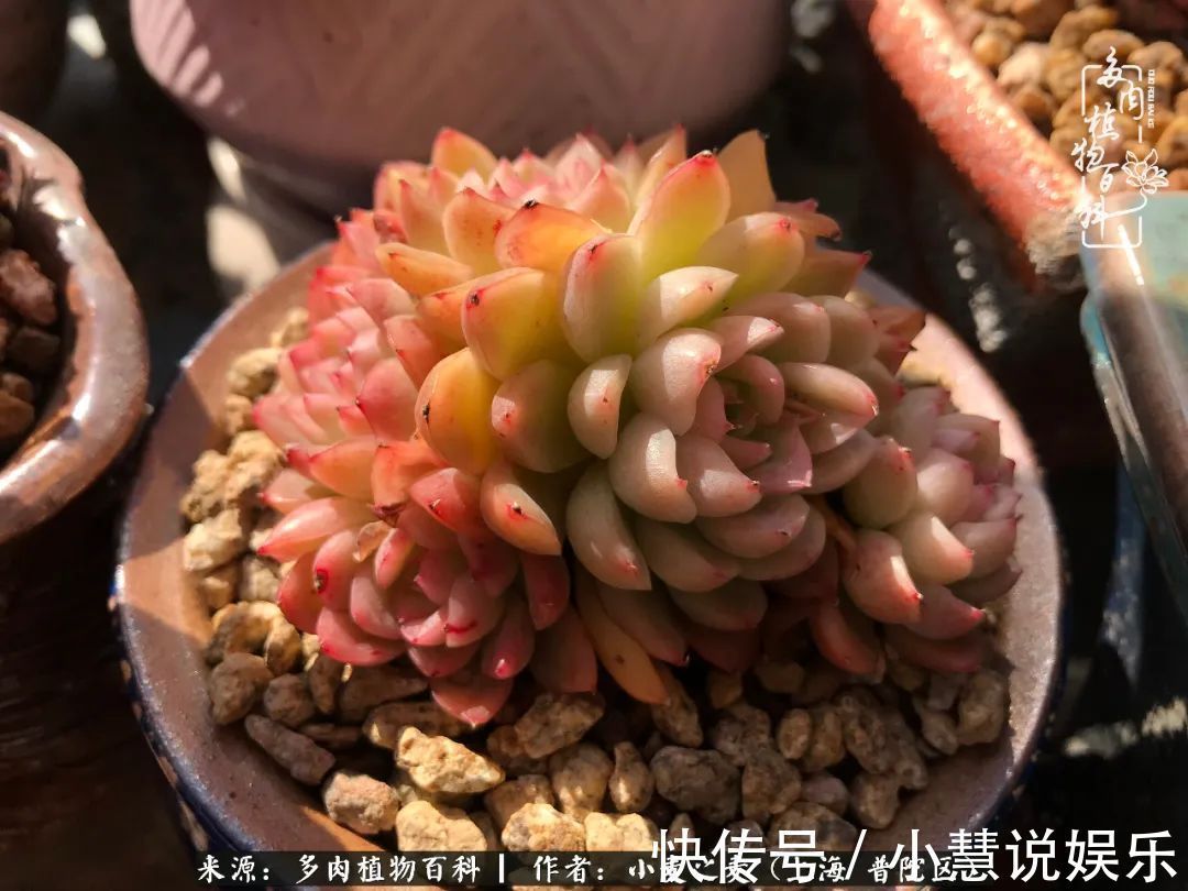 肉如人生，遇见多肉，遇见美！附个人多肉养护经验！