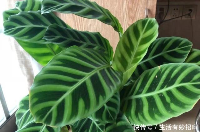 10种花,春天不能晒,躲屋里最安全!10种花,春天不能晒,躲屋里最安全!