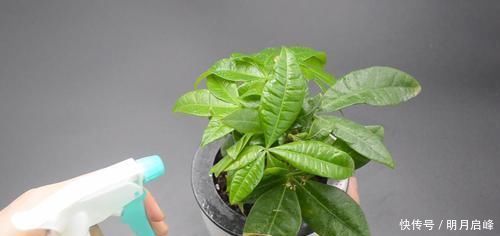 家里有养花的抓紧看看,学会这招,不烂根不生虫,花草越长越茂盛