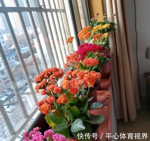 花卉|养花不能太勤快,这些懒人花,小盆种少浇水,越长越美!