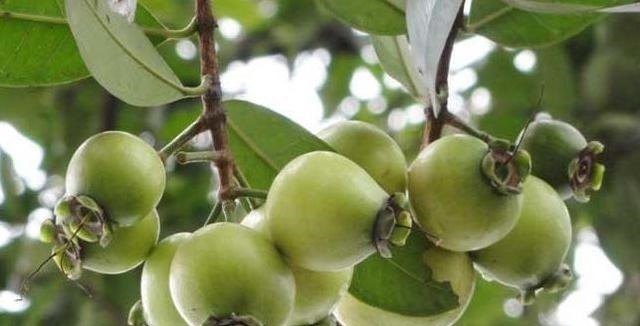 血管疾病|人到中年要学会多吃3种食物,排毒抗衰,降压减脂,预防血管疾病