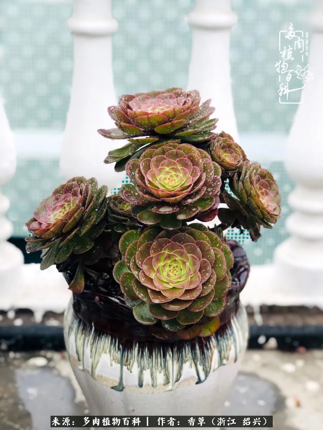 阳台上的一亩三分地，我愿与你一起，与时光媲美！