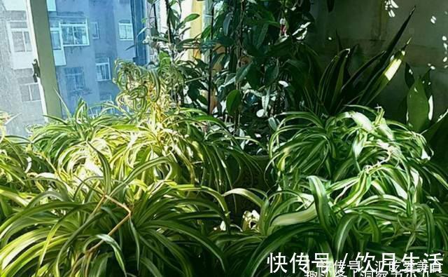 吊兰有“三怕”，避开不黄叶，野性足“猛抽穗”，一年长成绿瀑布