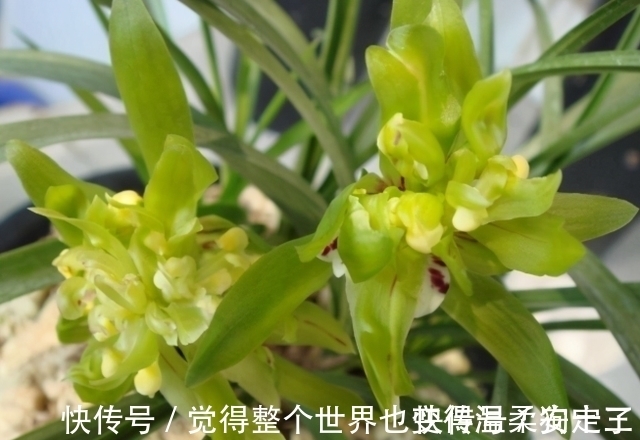 花色|喜欢兰花的,这个品种要入一盆,香气浓烈醇正,被誉为香花之王