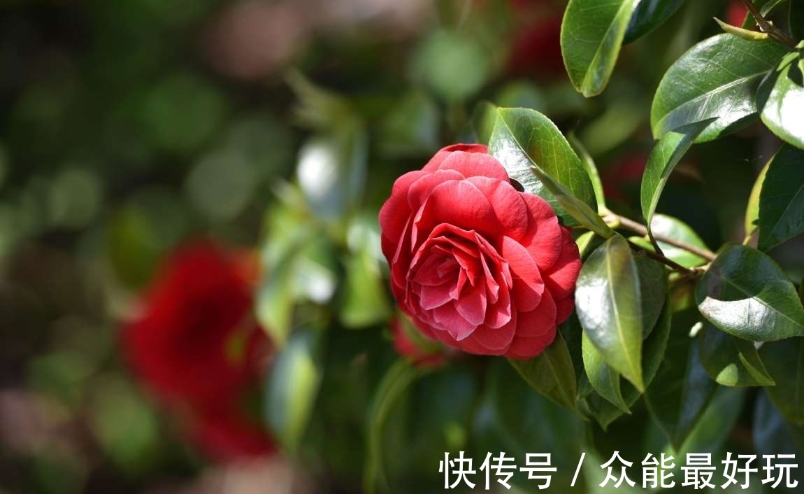 学名|旅行看世界:地球上最稀有的9种花,它们生长在哪儿,您见过吗?