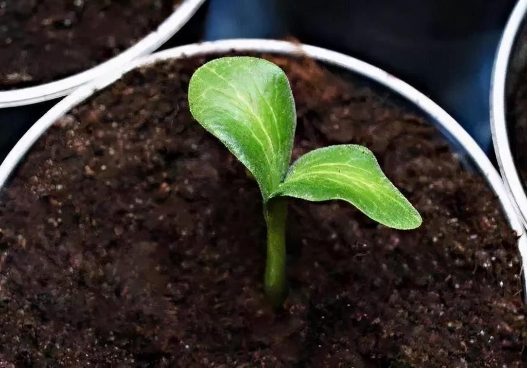  碱化|养花土“碱化”有什么危害？提前知道这几个表现，及时解决不烧根