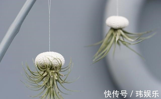 旱金莲|家里这些花卉吊起来养,既增加了观赏价值,又节省了养殖空间