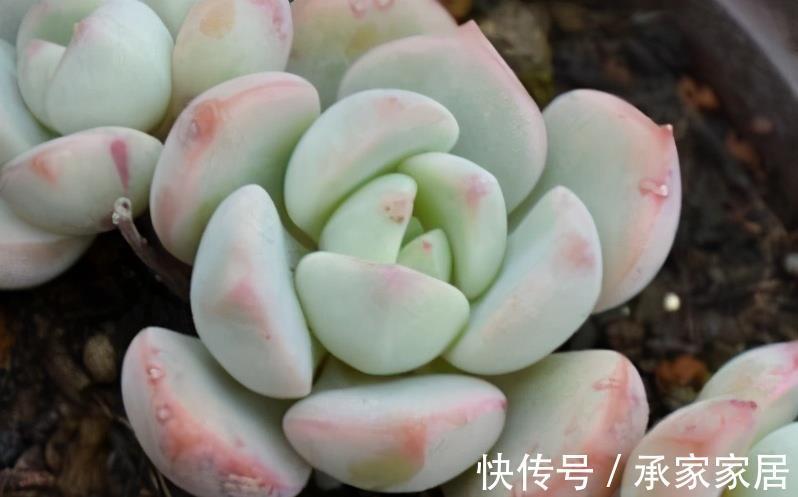 颜色|蜜桃格林,阳台上控养效果很明显的多肉,叶片短而圆,颜色粉嫩