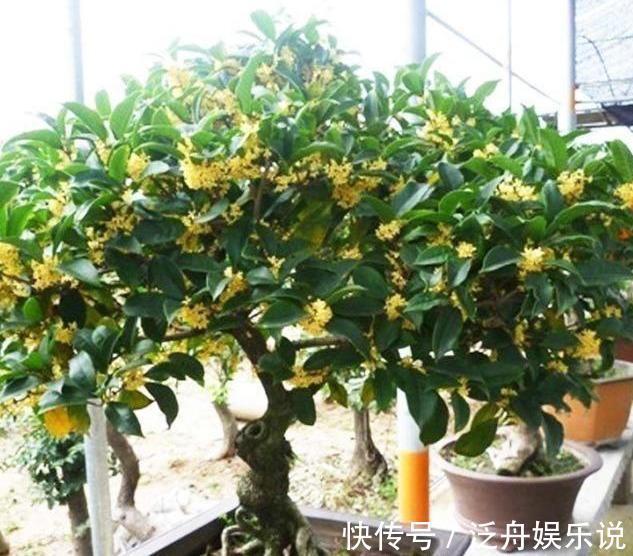 路边遇到4种花,别放过,掰个枝子长一盆!观叶赏花又好吃