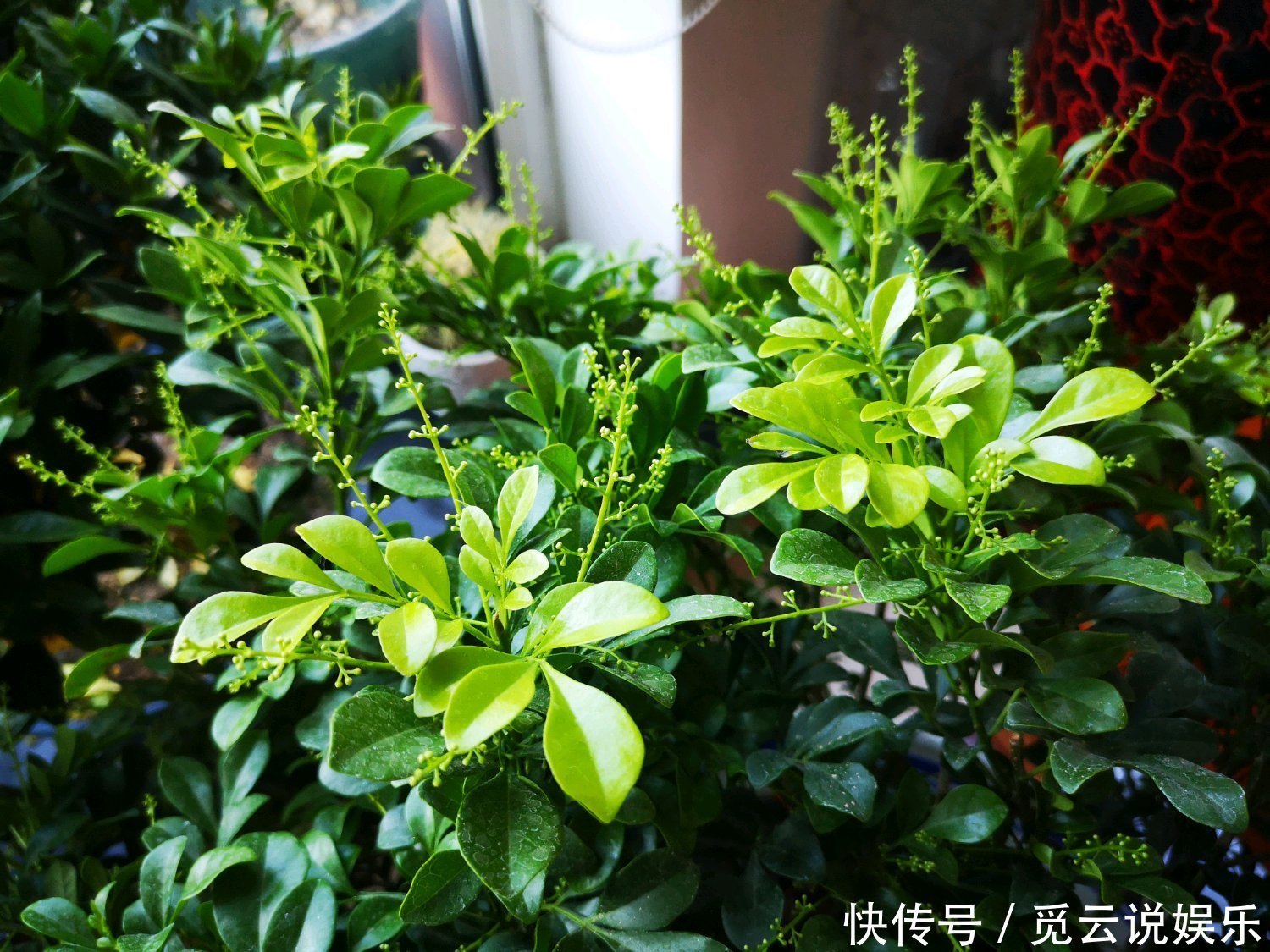 米兰盆栽换盆后叶片发黄又掉落该怎么办两种换盆方式两种方法