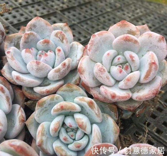 栽种|橙梦露很受欢迎,趁秋天好养护,买两棵,教你把状态养的更好