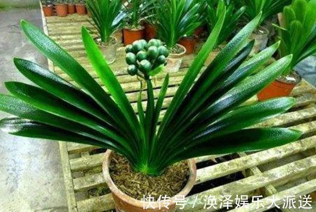 养殖|夏天给君子兰浇水有讲究,掌握几个技巧,不烂根,叶片绿