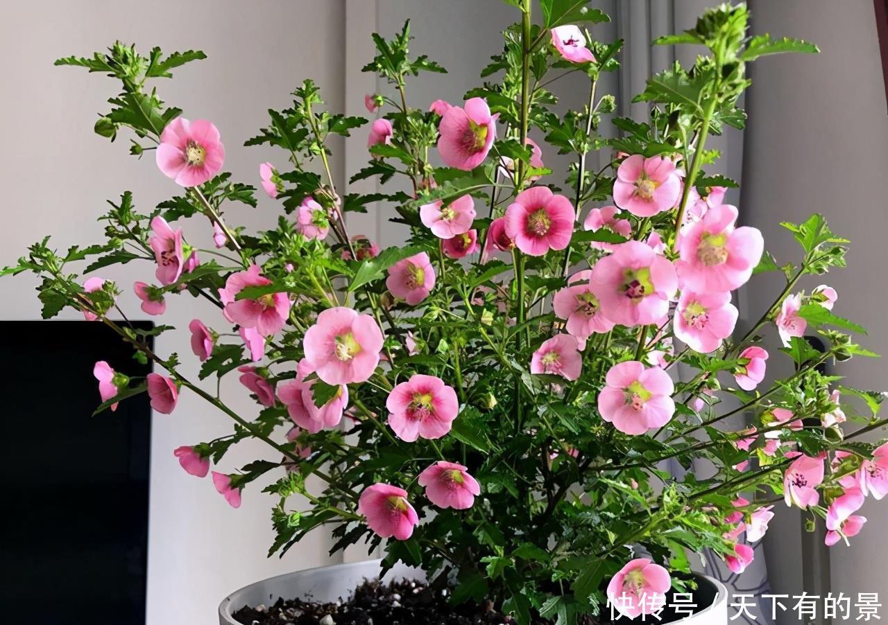 超长待机的3种花，一年开三季，好看又霸气，春天养一盆，刚刚好