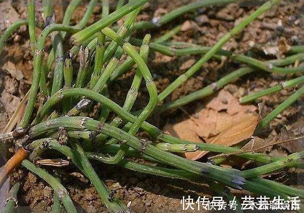 谷精草|农村长得非常好玩的节节草，浑身上下都是个宝，用好可治4种病