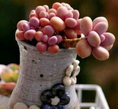 夏季|养多肉,天热是“一道坎”这3种好养护,度夏0压力