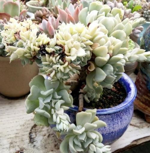 养多肉，这些地方“亮红灯”就得趁早换盆