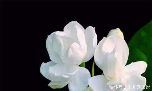 家养|你家养的有茉莉花吗关于茉莉花度夏的3个错误，别说没提醒