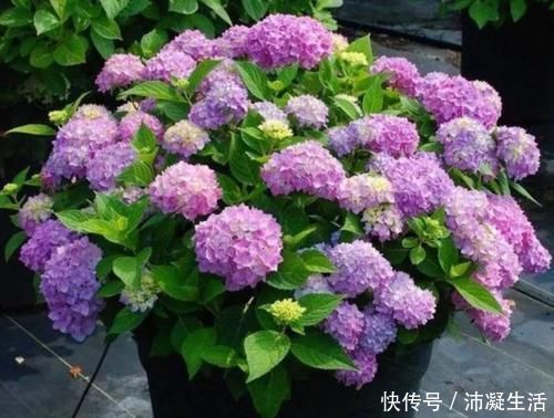 蓝色|怎样让绣球开出蓝色花朵?绣球调蓝需给它做2件事