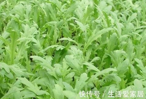 农村|农村到处都是宝,3种常见野菜,养肝护肝,肝脏排毒,女人更年轻