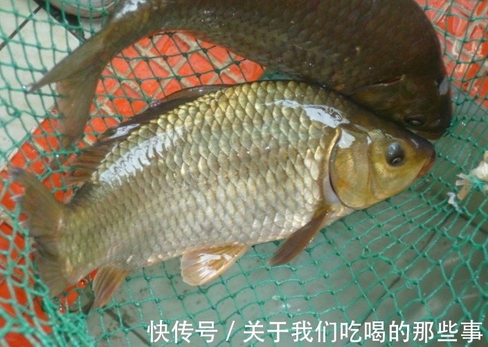 繁殖|才知道,鲫鱼分“野生鲫”和“杂交鲫”,区别很大,弄懂买不吃亏
