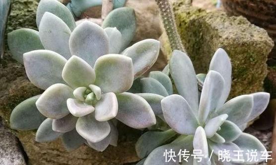 美人|颜值高却皮实好养的美人多肉植物,一言不合就爆盆,冬美人多肉