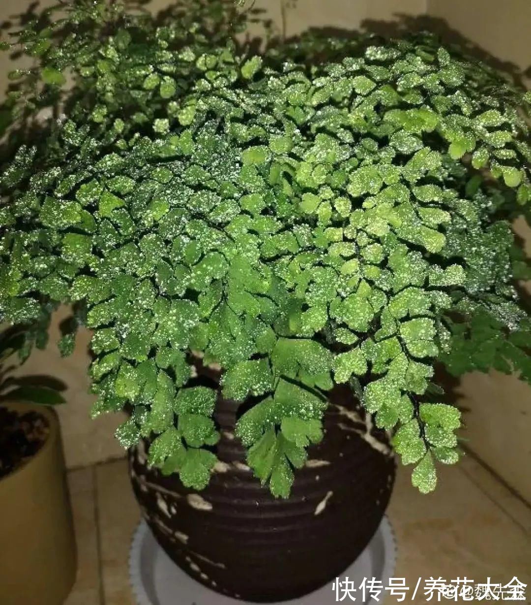 10种“怕晒花”，越晒死越快，半阴地儿反倒长得旺