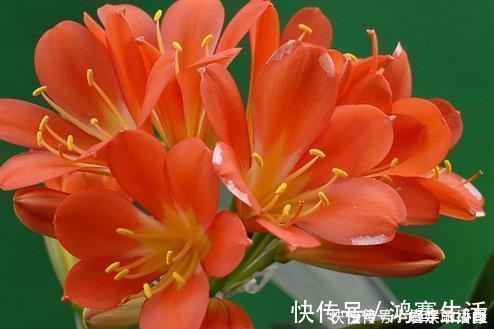 福气|懂花人就喜欢这三种花，放在家里既上档次又招财，家人福气旺