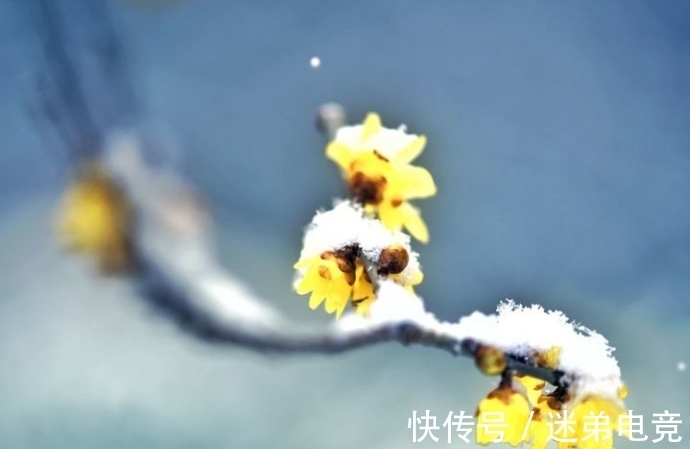 芳蕤&「诗词鉴赏」一年最冷三九天,十首有关三九的诗词,愿你一冬平安