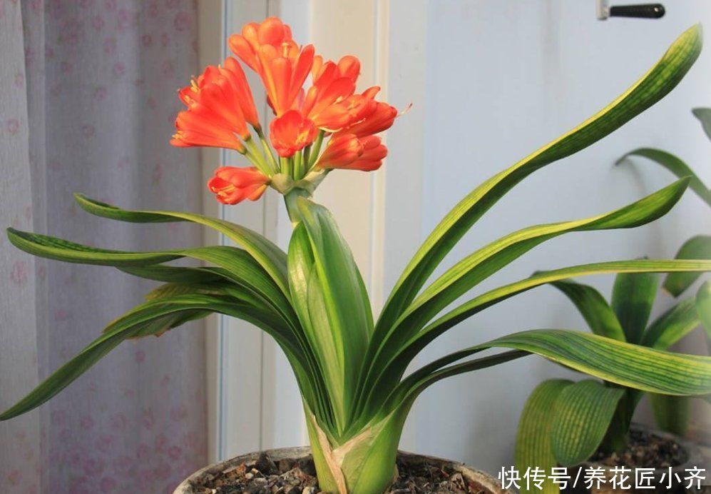 发酵|养君子兰要会施肥，适合它的肥料有“3种”，不同时期用法不同