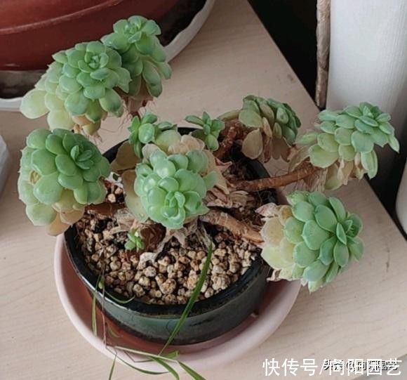多肉植物|拯救病态的多肉，这3种问题，经常遇到，不加以改善，全部死翘翘