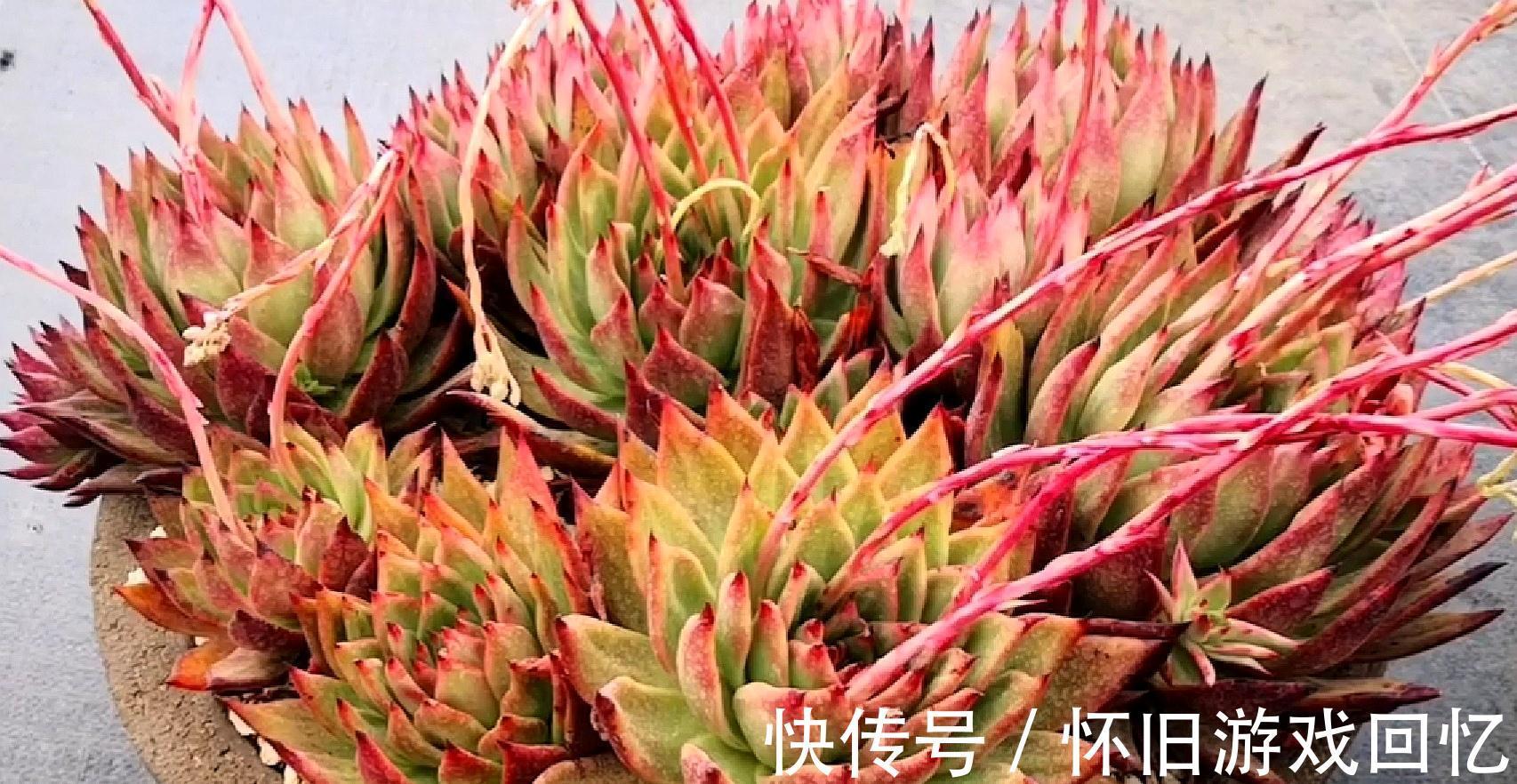 把多肉植物老桩养成艺术品,让你感受不一样的美