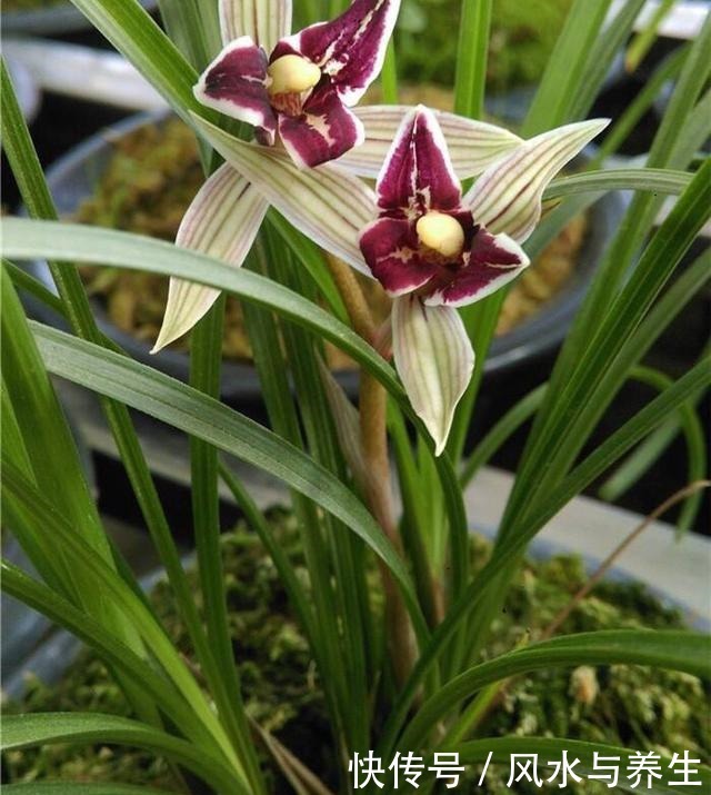 养兰花,用1个“简单方法”繁殖,一盆变3盆,盆盆开花爆盆!