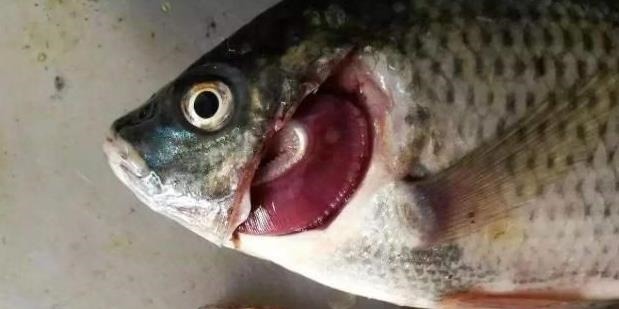 买鱼时,遇到这3种鱼扭头就走,重金属含量高,没营养还浪费钱!