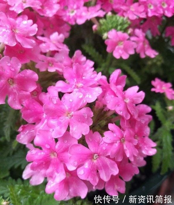 春夏秋冬|花期超长的“3种花”，从春开到冬，一开就是200多天，值得养！